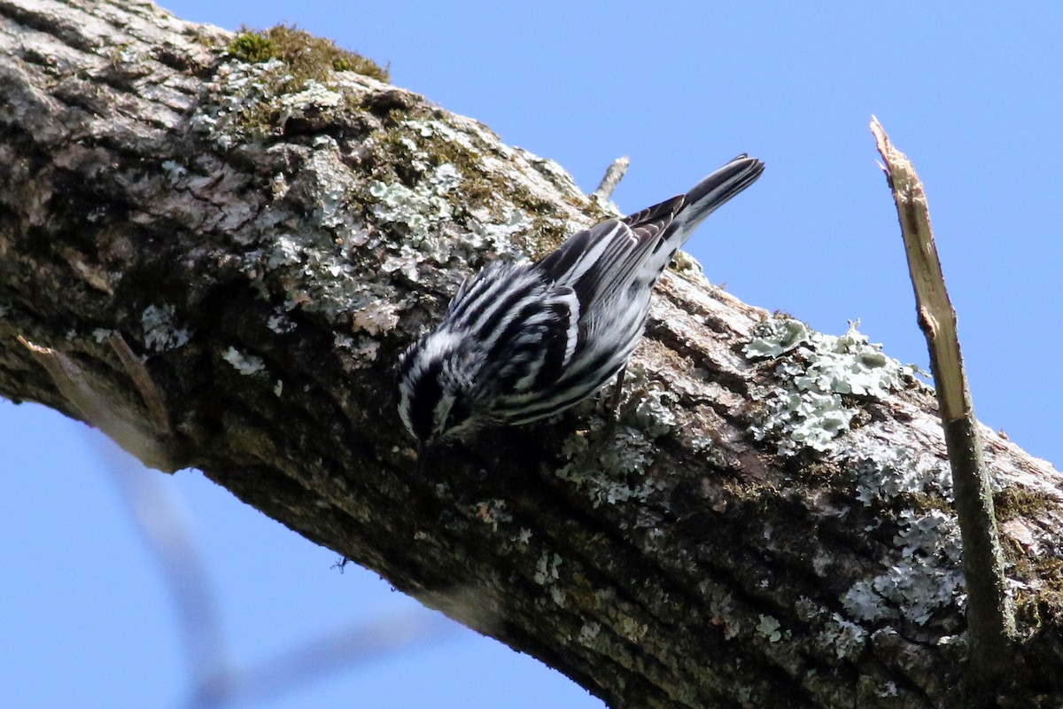 Black-and-white Warbler - Jean-Marie Gauthier