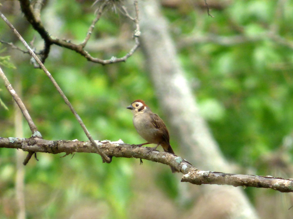 White-faced Ground-Sparrow - Roselvy Juárez