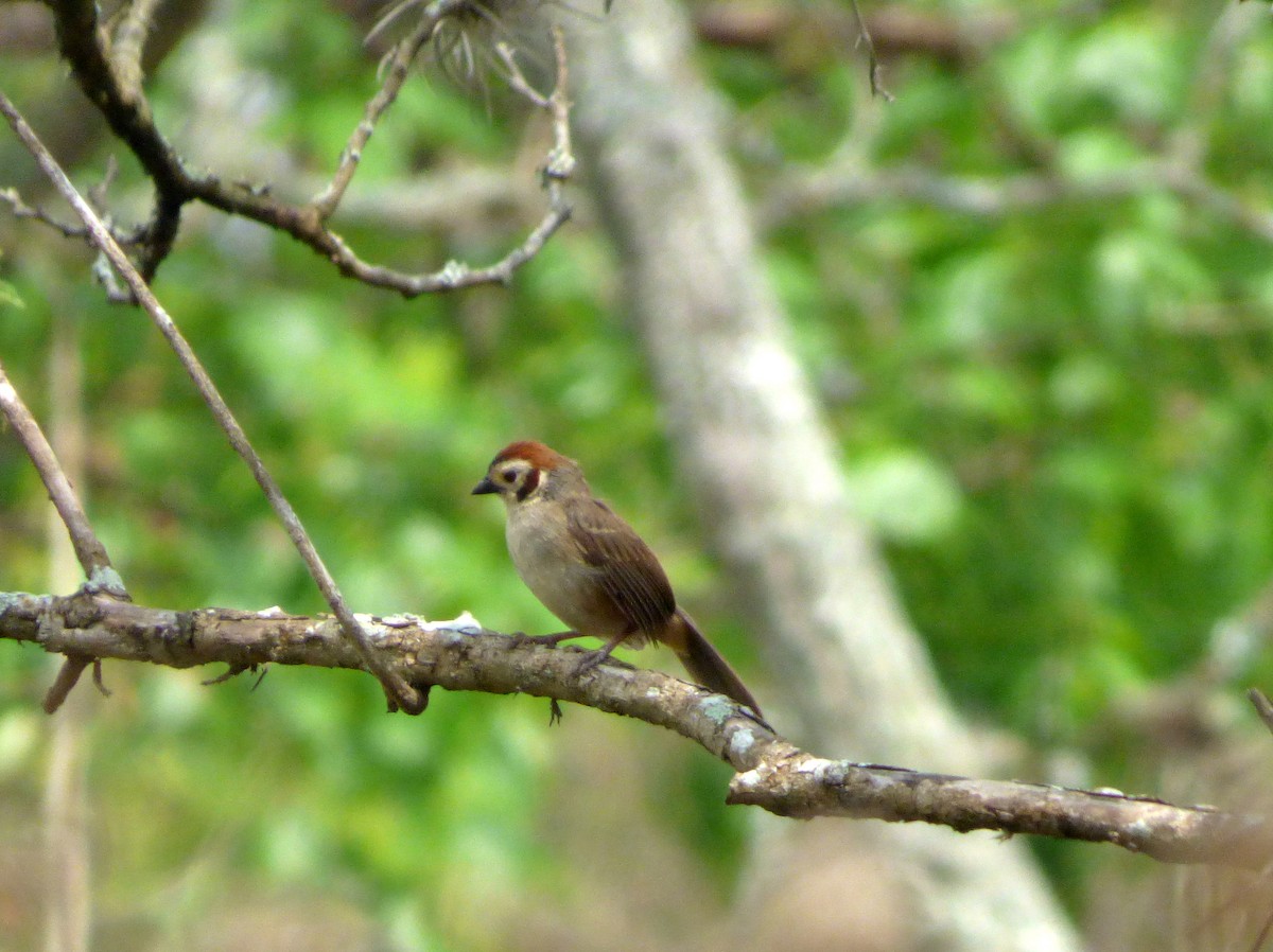 White-faced Ground-Sparrow - Roselvy Juárez