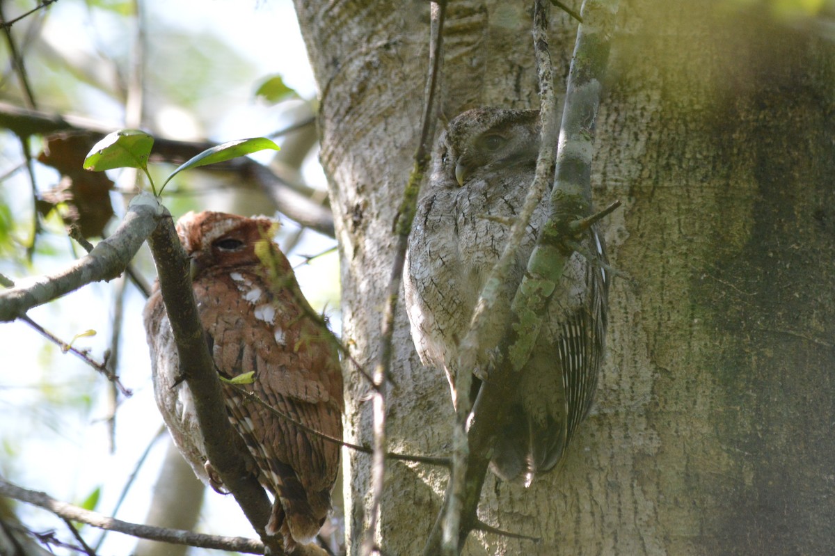 Middle American Screech-Owl - Carlos Mancera (Tuxtla Birding Club)
