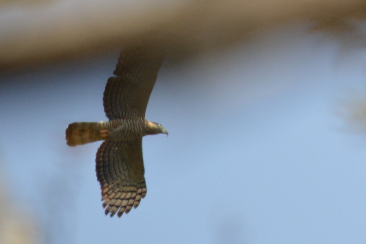 Hook-billed Kite - Carlos Mancera (Tuxtla Birding Club)