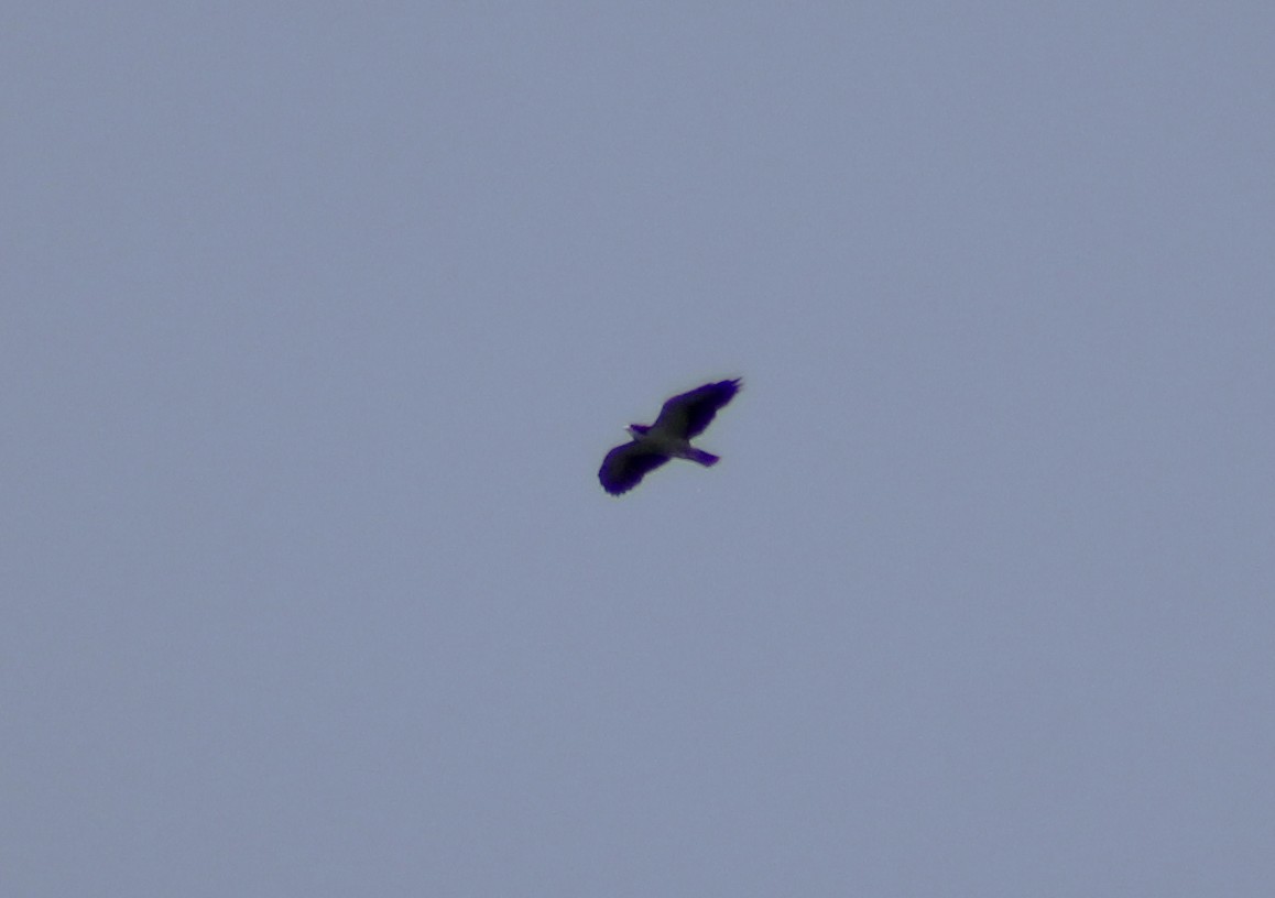 Short-tailed Hawk - ML97135921
