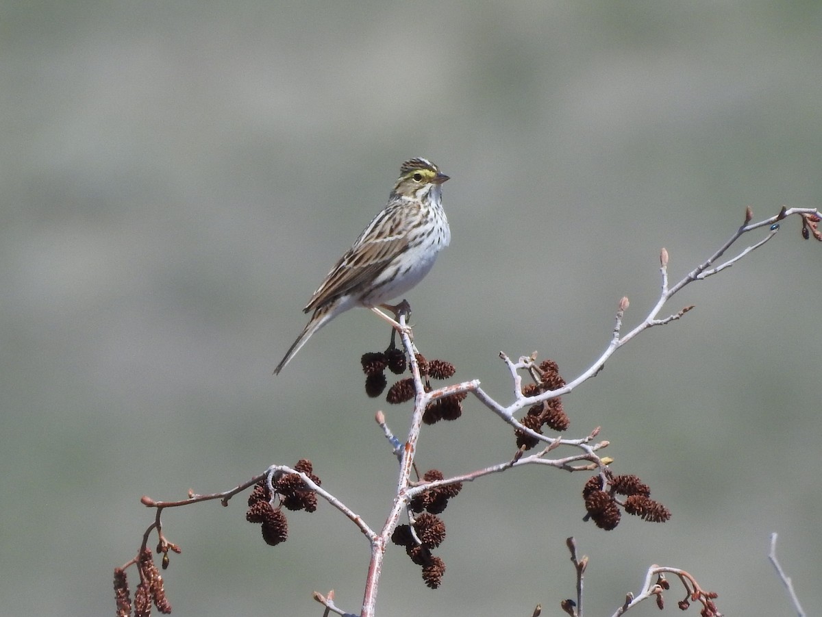 Savannah Sparrow - ML97137521