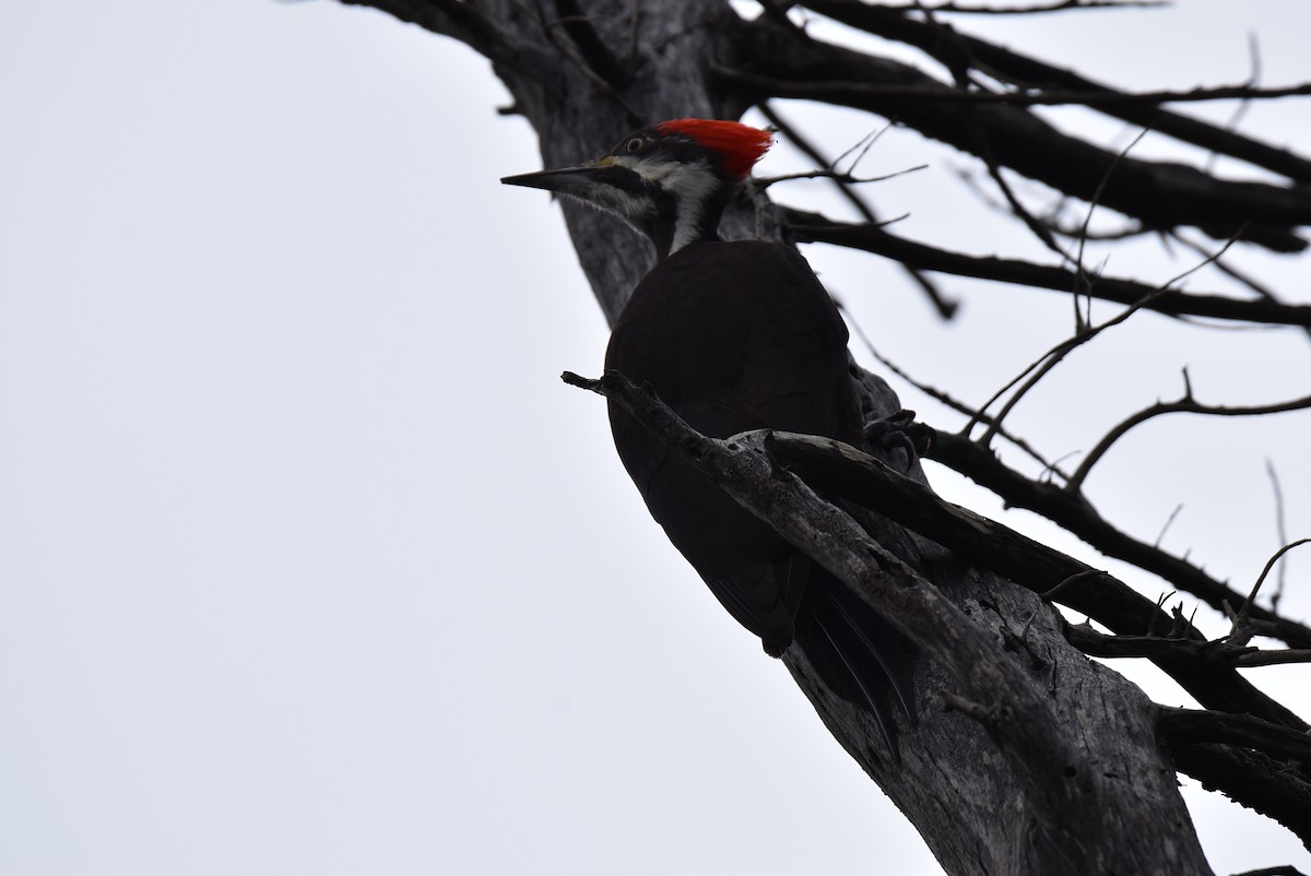 Pileated Woodpecker - Mike Flaningam