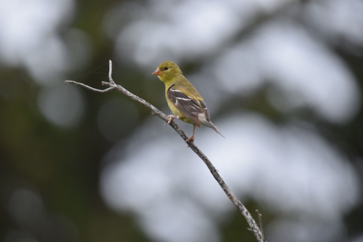 American Goldfinch - Mike Flaningam