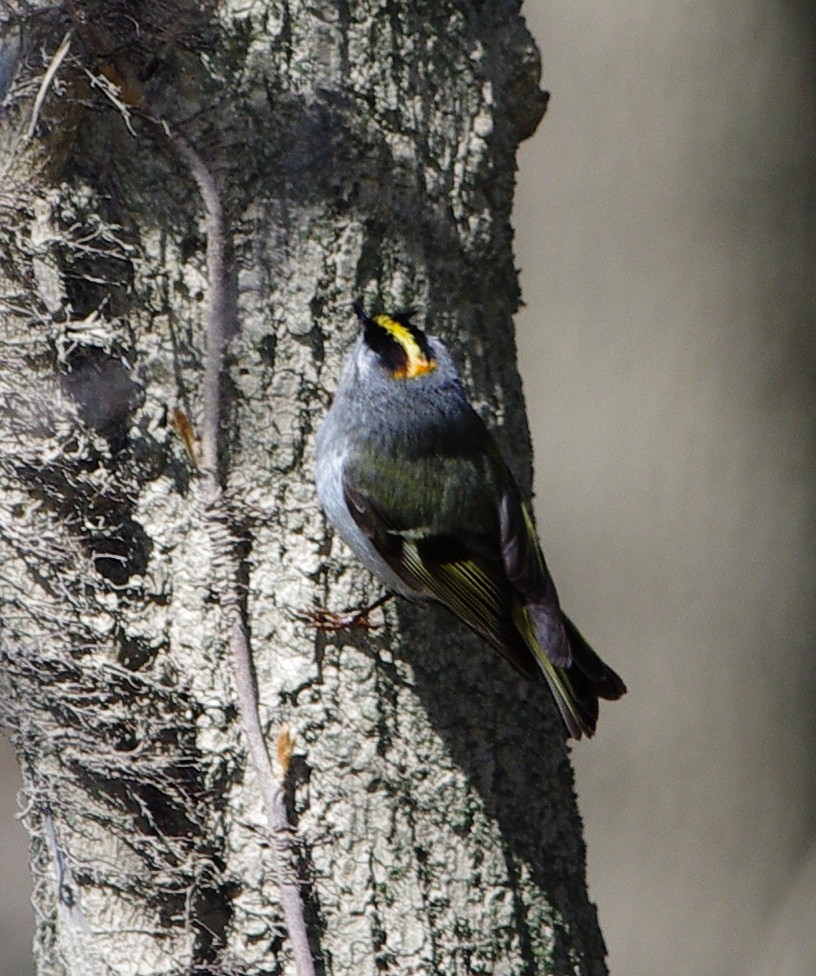 Golden-crowned Kinglet - Mary Caldwell