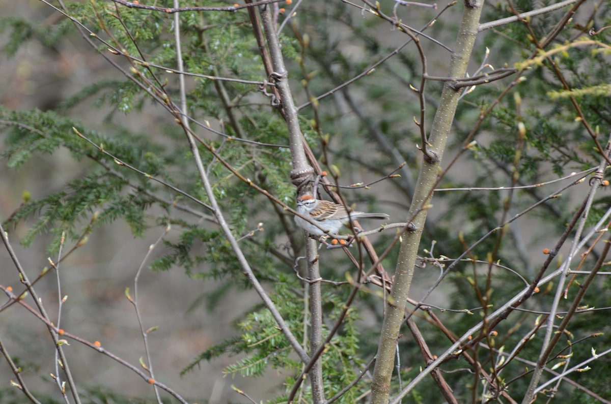 Chipping Sparrow - ML97143671