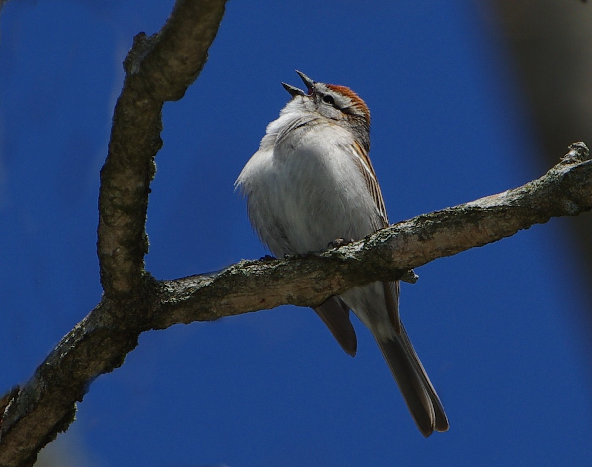 Chipping Sparrow - Mary Caldwell