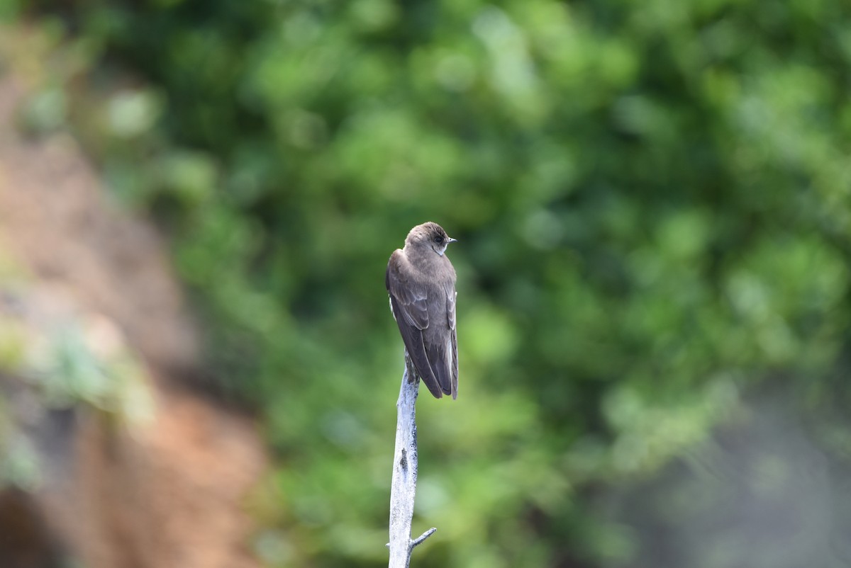 Northern Rough-winged Swallow - ML97144141
