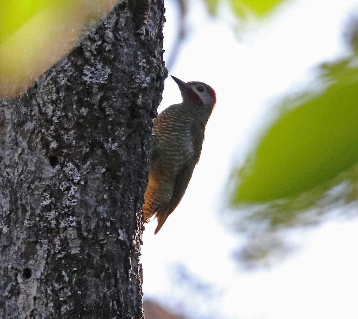 Golden-olive Woodpecker - John Bruin
