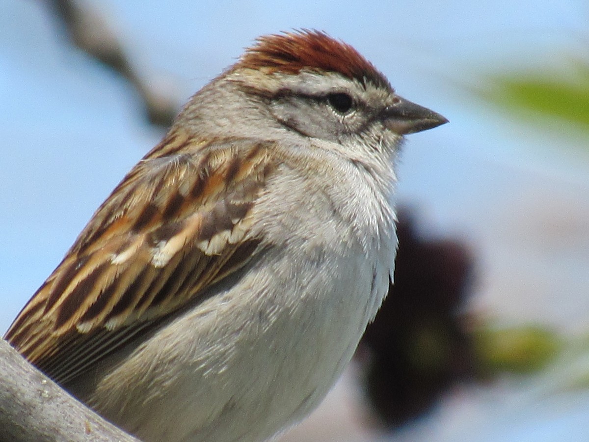 Chipping Sparrow - Rhiannon Thunell