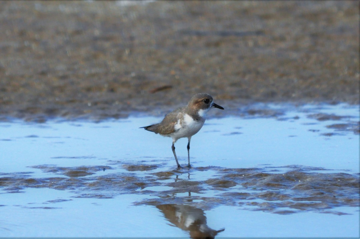 Two-banded Plover - ML97154091