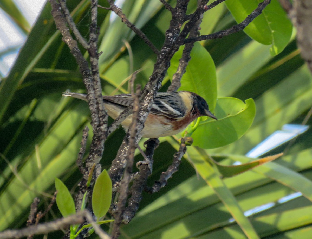 Bay-breasted Warbler - Sam Krah