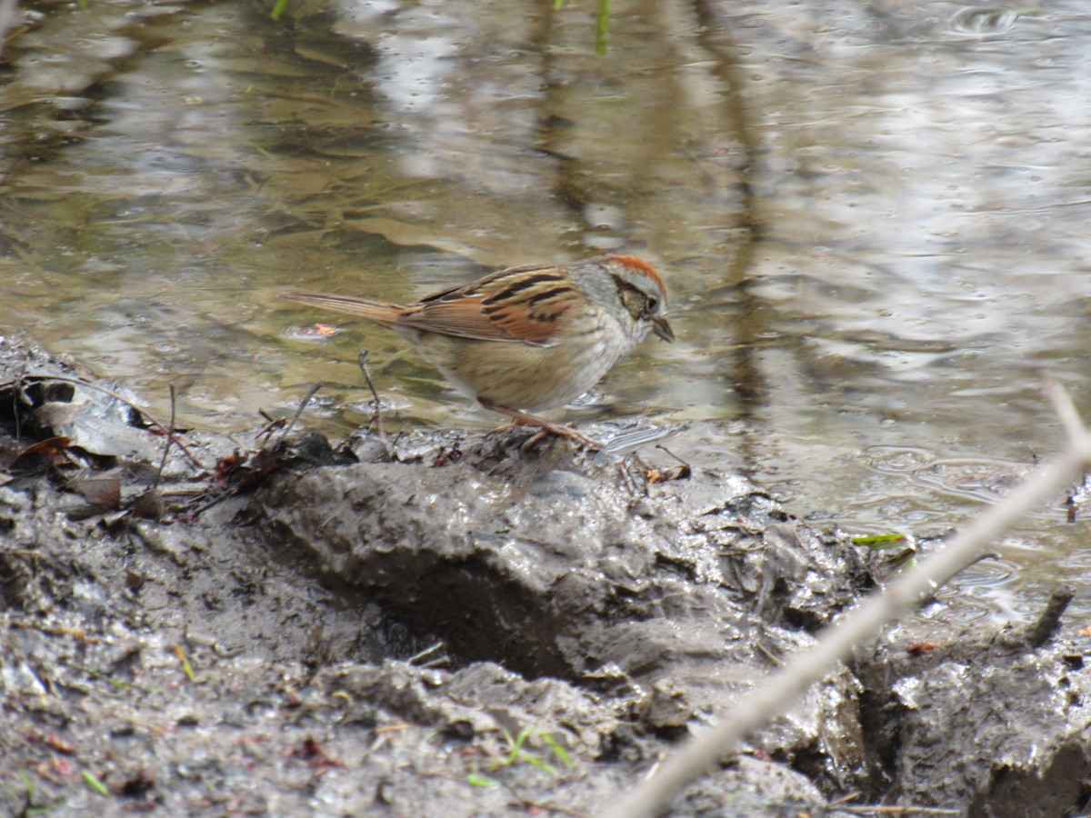 Swamp Sparrow - ML97154791