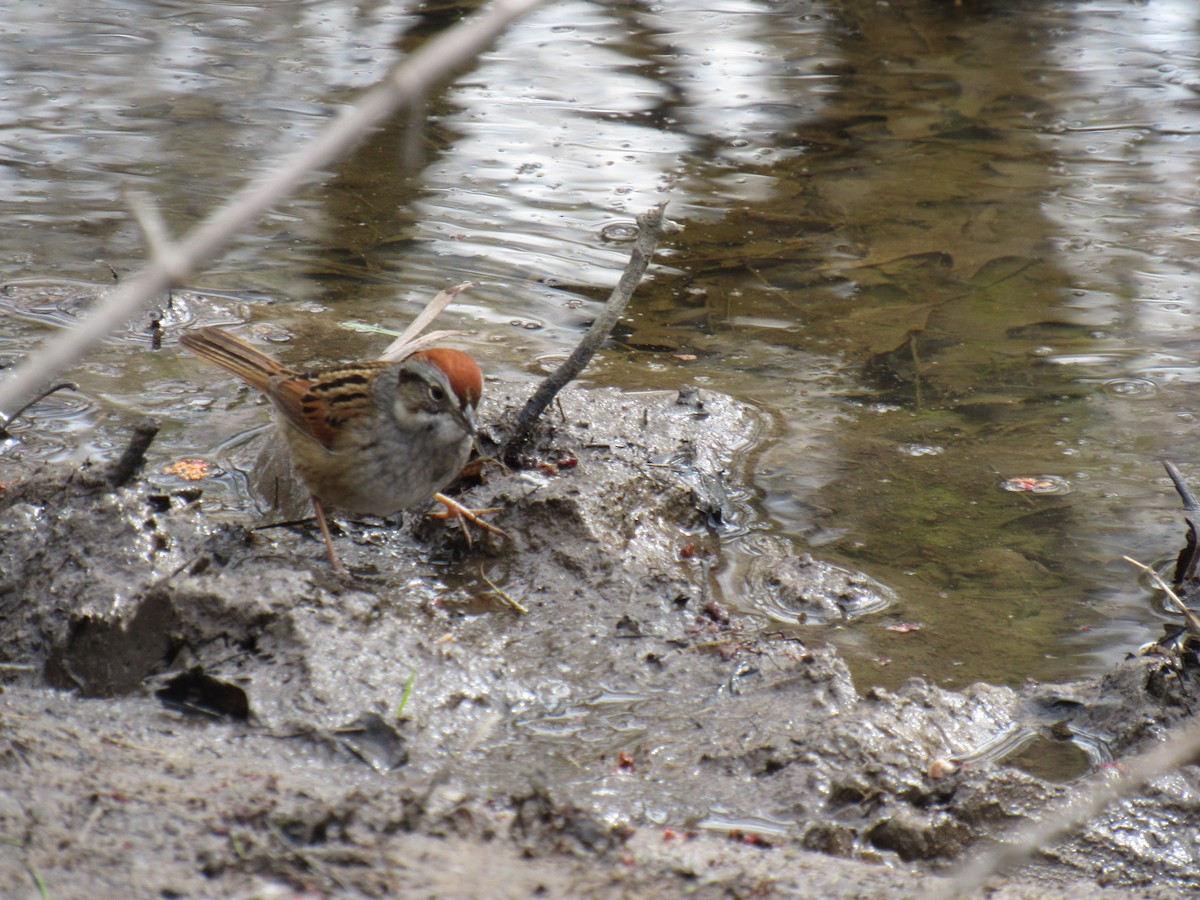 Swamp Sparrow - ML97154811