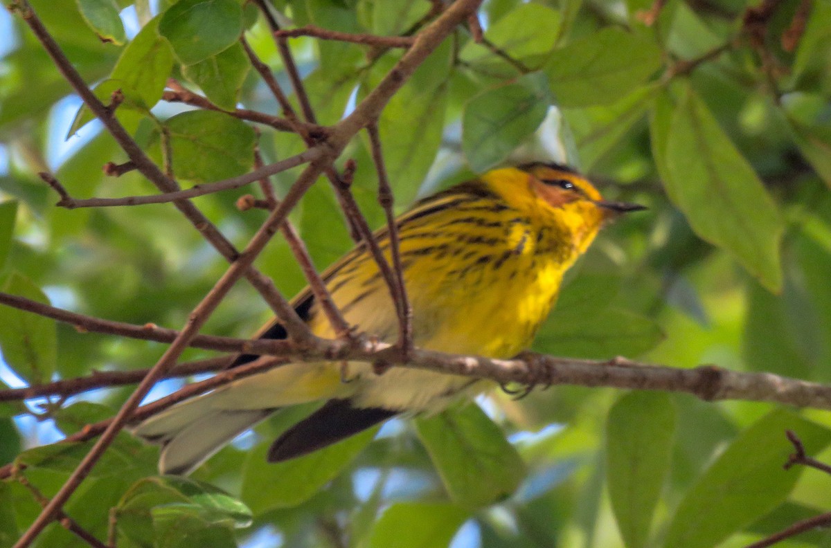 Cape May Warbler - ML97155061