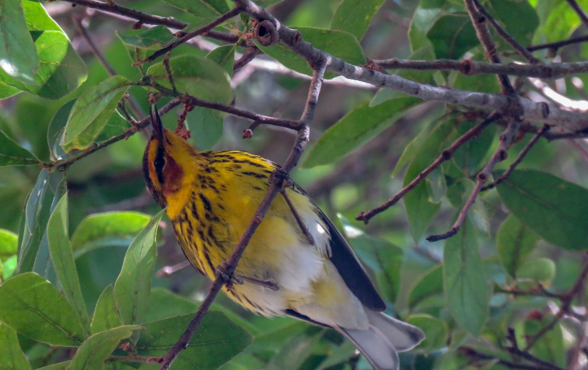 Cape May Warbler - ML97155071