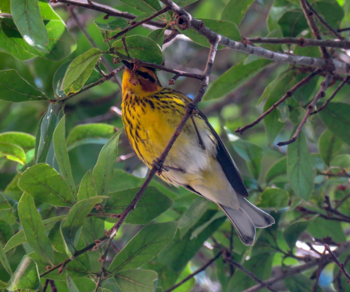 Cape May Warbler - ML97155091