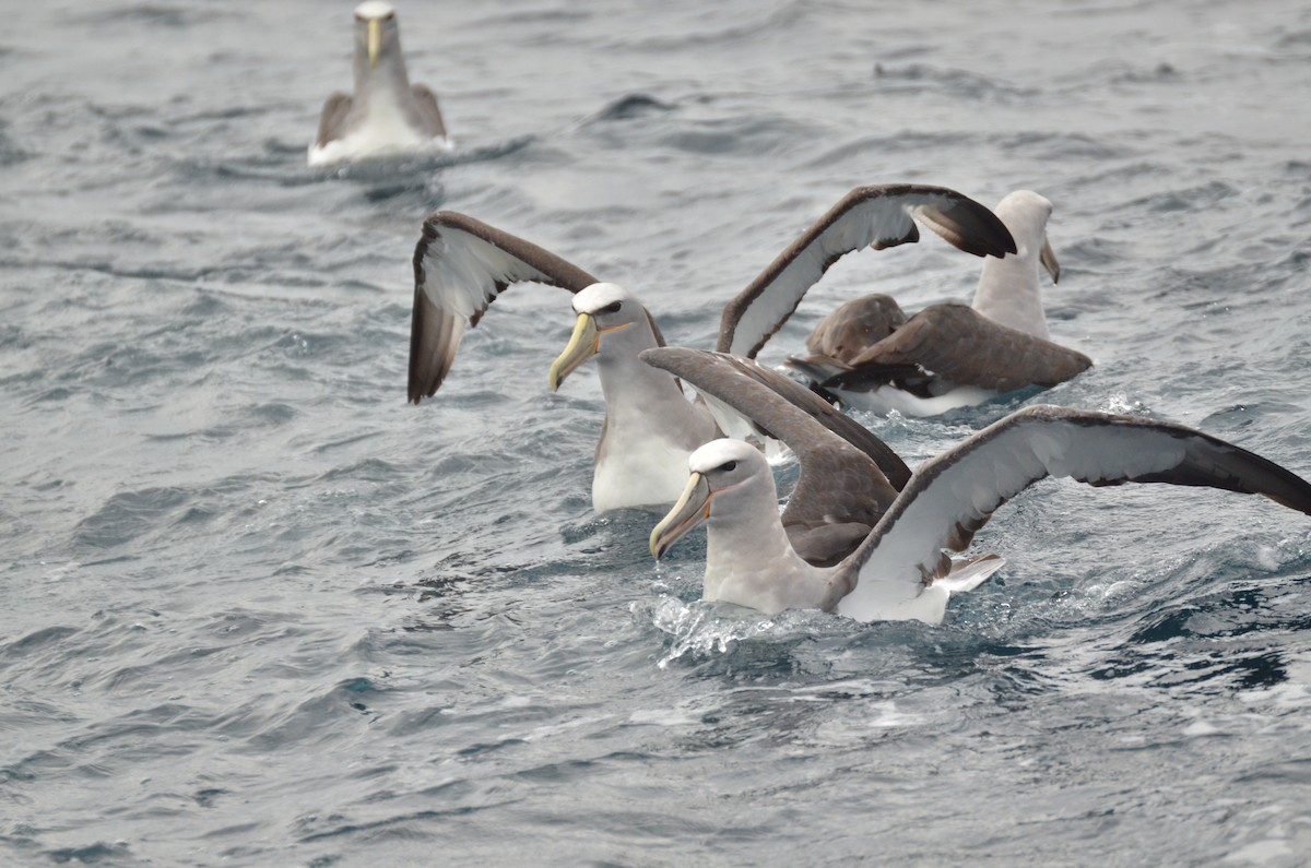 Salvin's Albatross - ML97156551