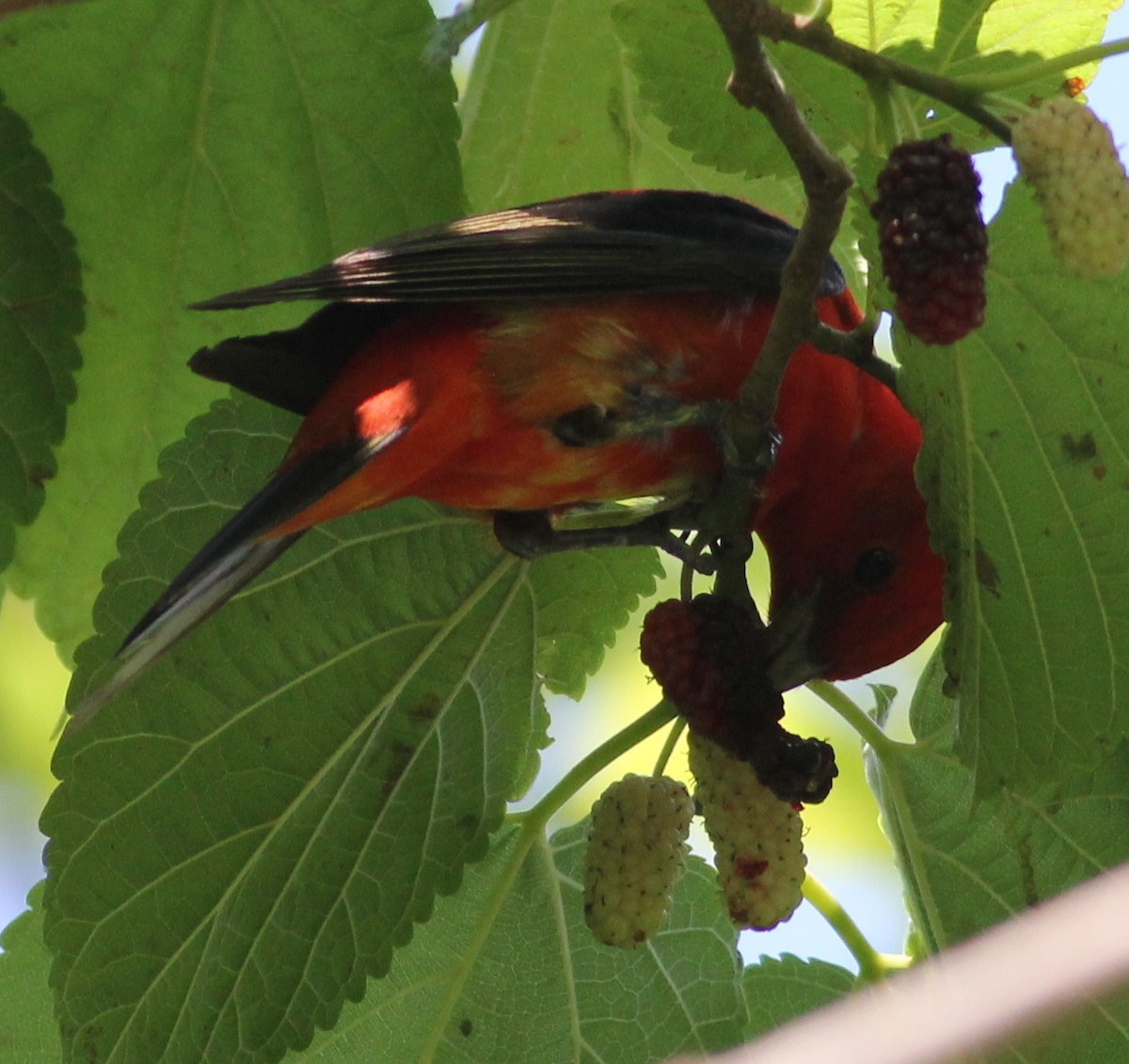 Scarlet Tanager - ML97156961