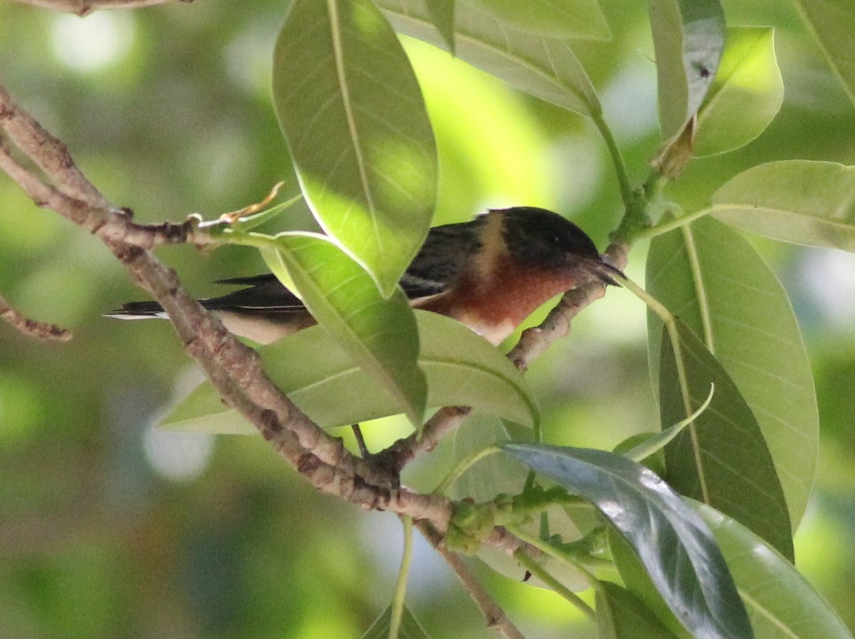Bay-breasted Warbler - ML97157361