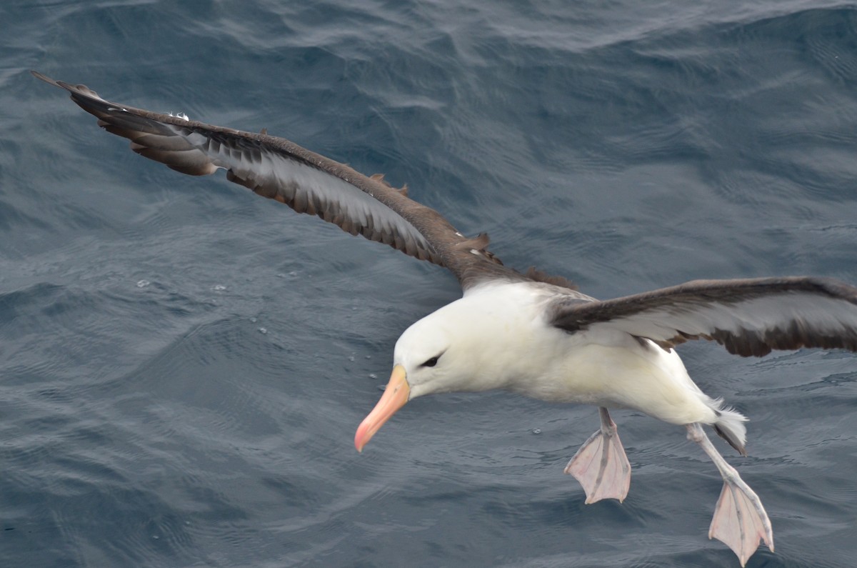 Albatros à sourcils noirs - ML97157751