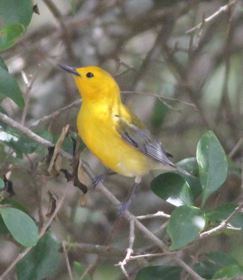 Prothonotary Warbler - Scott Fisher