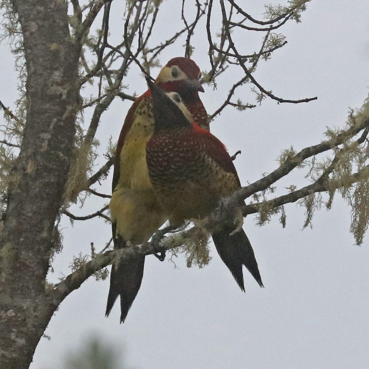 Crimson-mantled Woodpecker - John Bruin