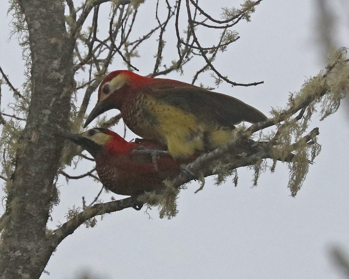 Crimson-mantled Woodpecker - ML97160811