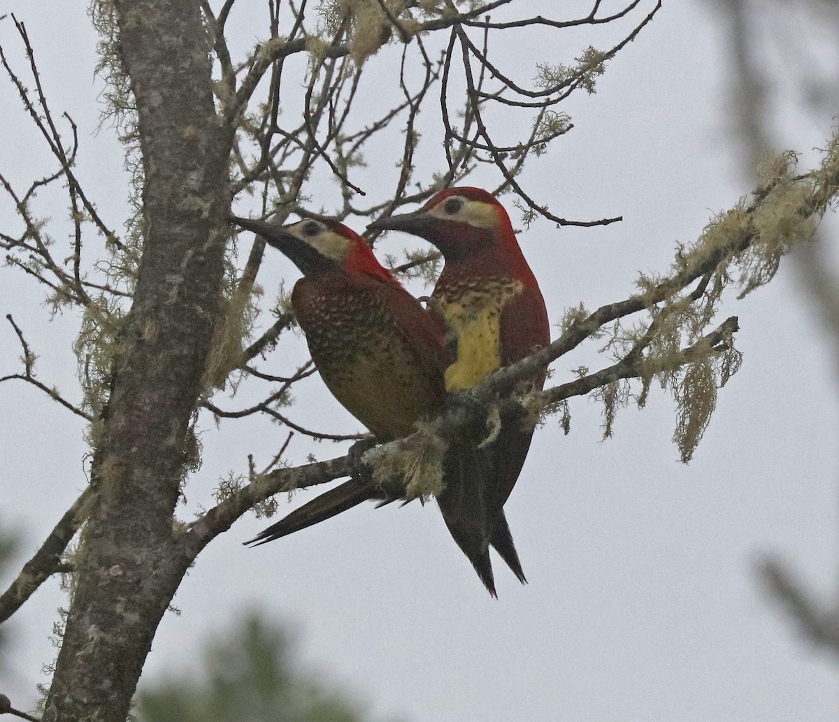 Crimson-mantled Woodpecker - ML97160821