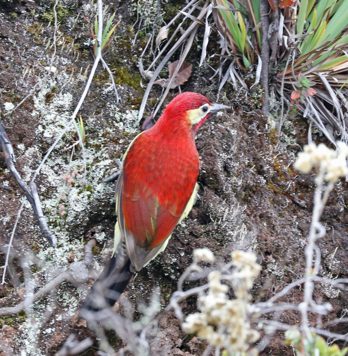 Crimson-mantled Woodpecker - John Bruin