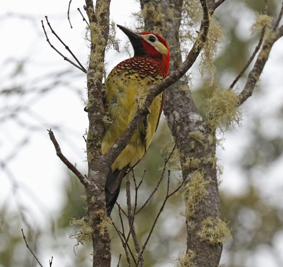 Crimson-mantled Woodpecker - ML97160841