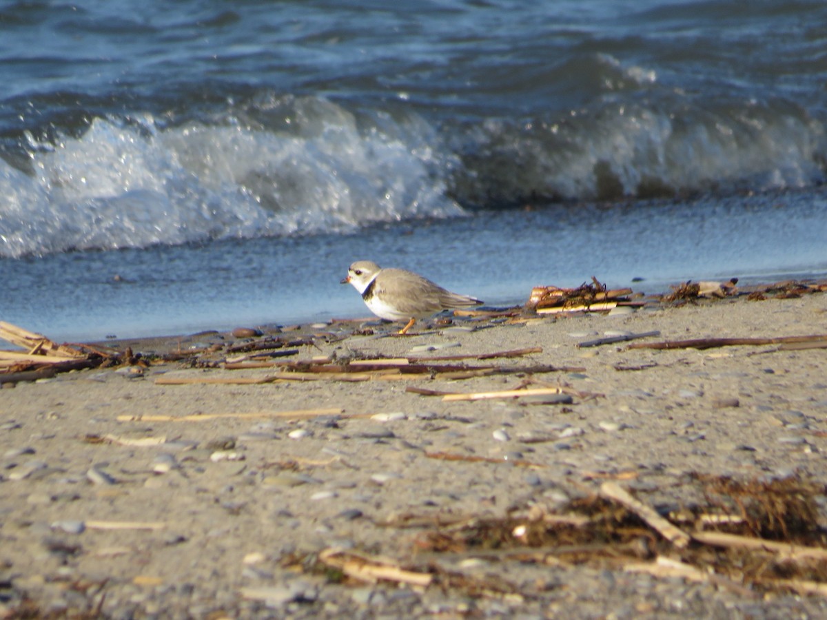 Piping Plover - ML97167161