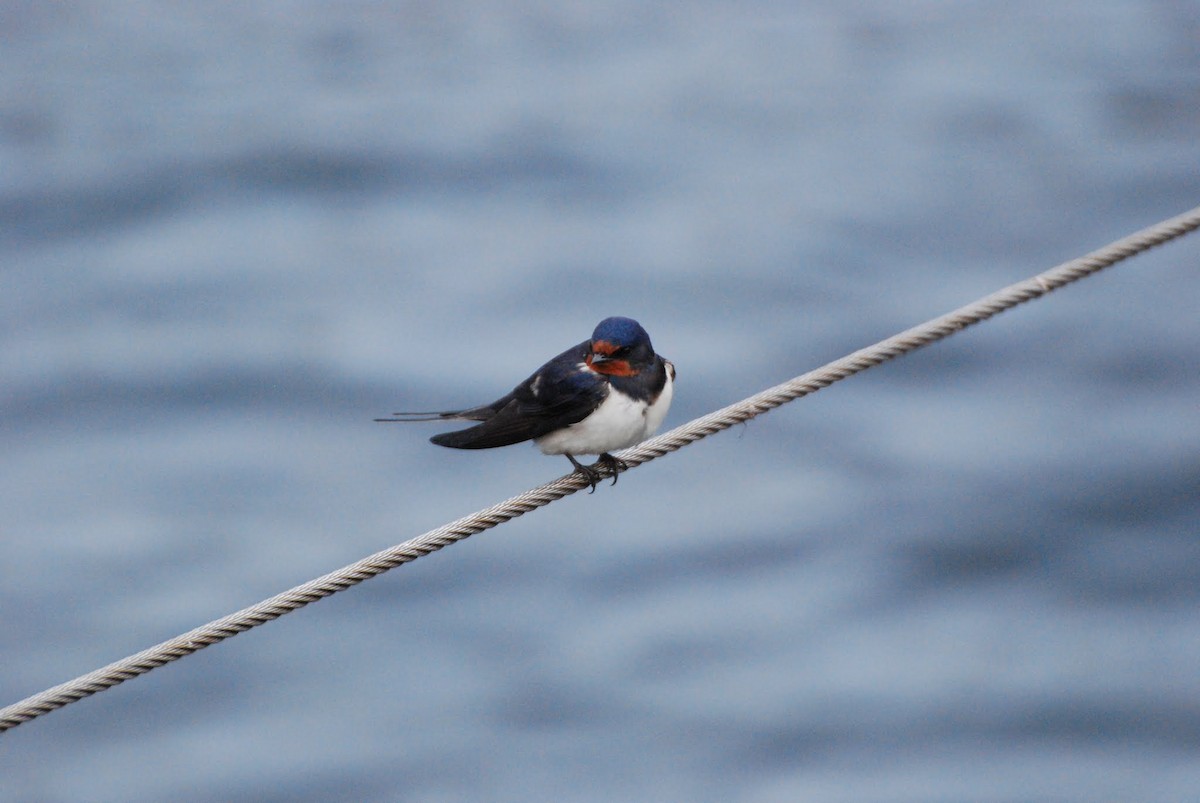 Barn Swallow (White-bellied) - Anton Liebermann
