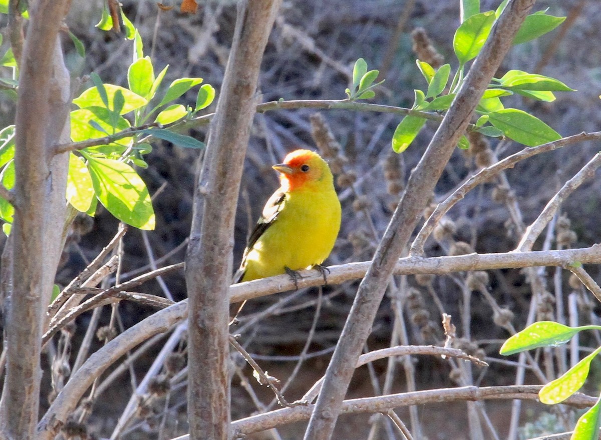 Western Tanager - Adam Dudley