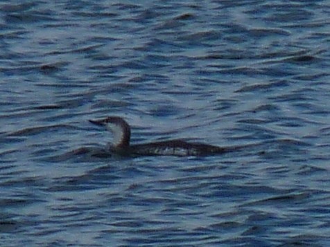 Red-throated Loon - Paul Dennehy
