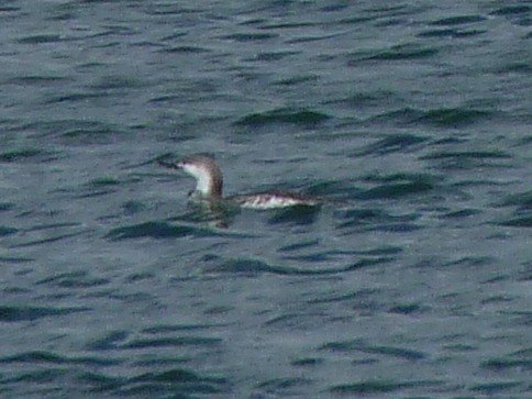Red-throated Loon - Paul Dennehy