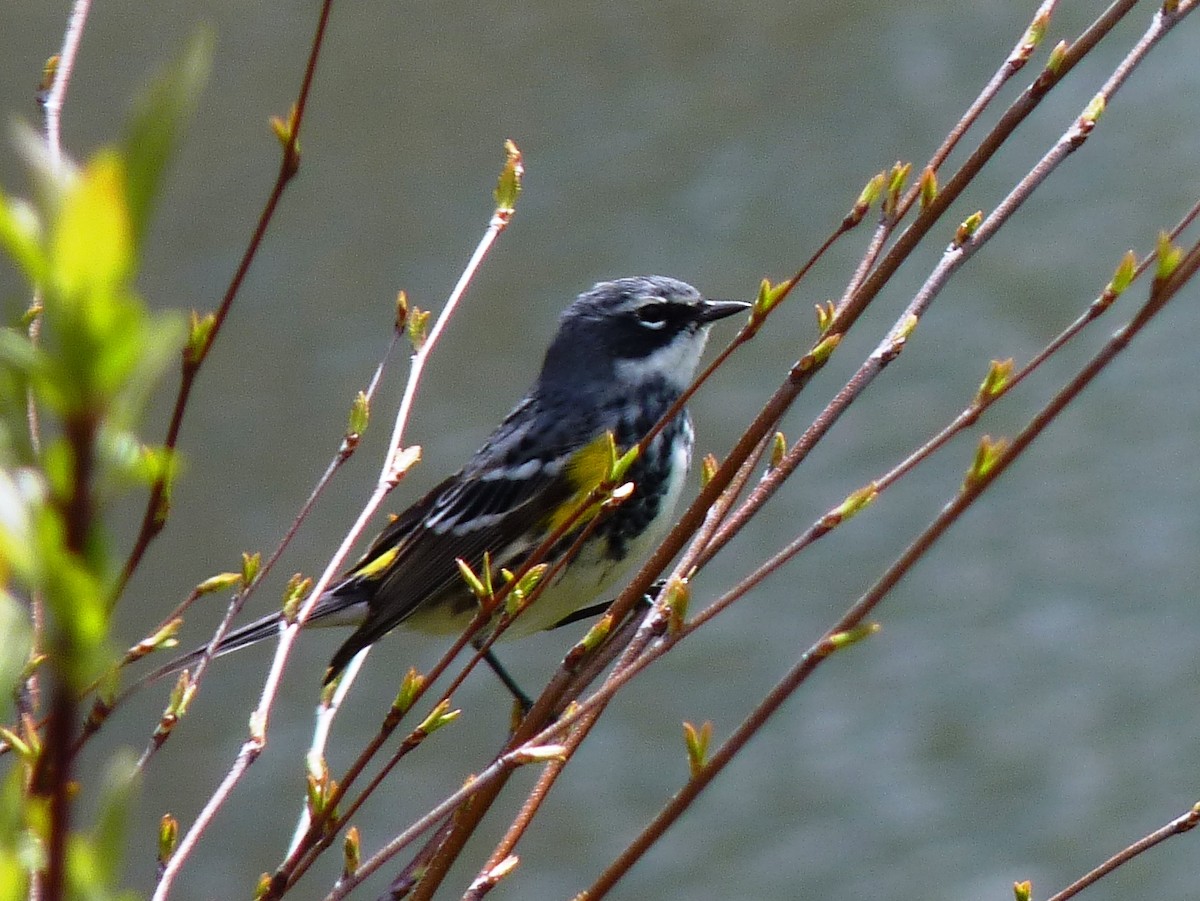 Yellow-rumped Warbler (Myrtle) - Paul Dennehy