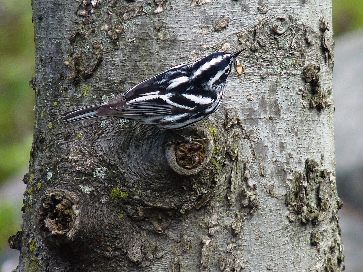 Black-and-white Warbler - Paul Dennehy