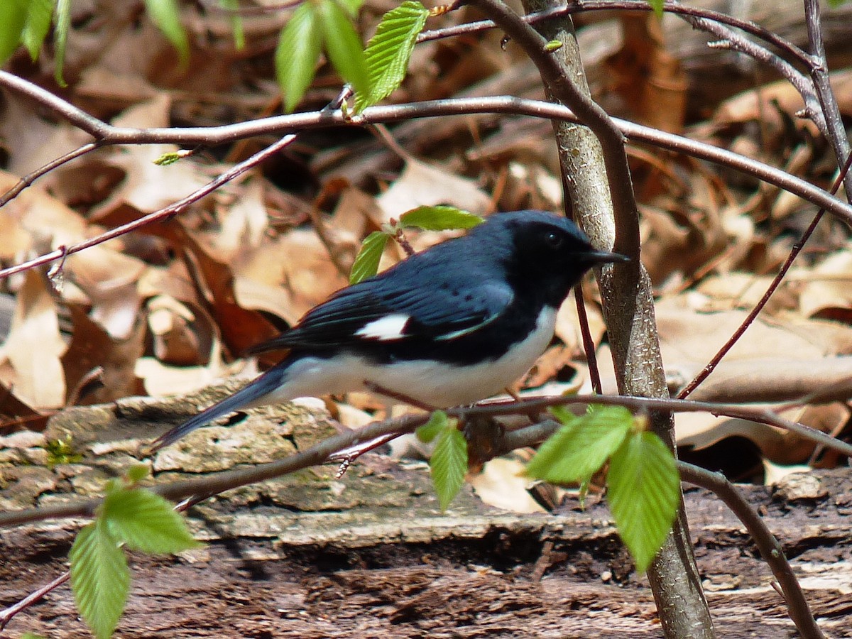 Black-throated Blue Warbler - Paul Dennehy