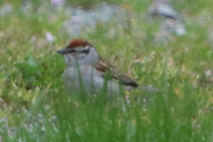 Chipping Sparrow - Isaiah Nugent