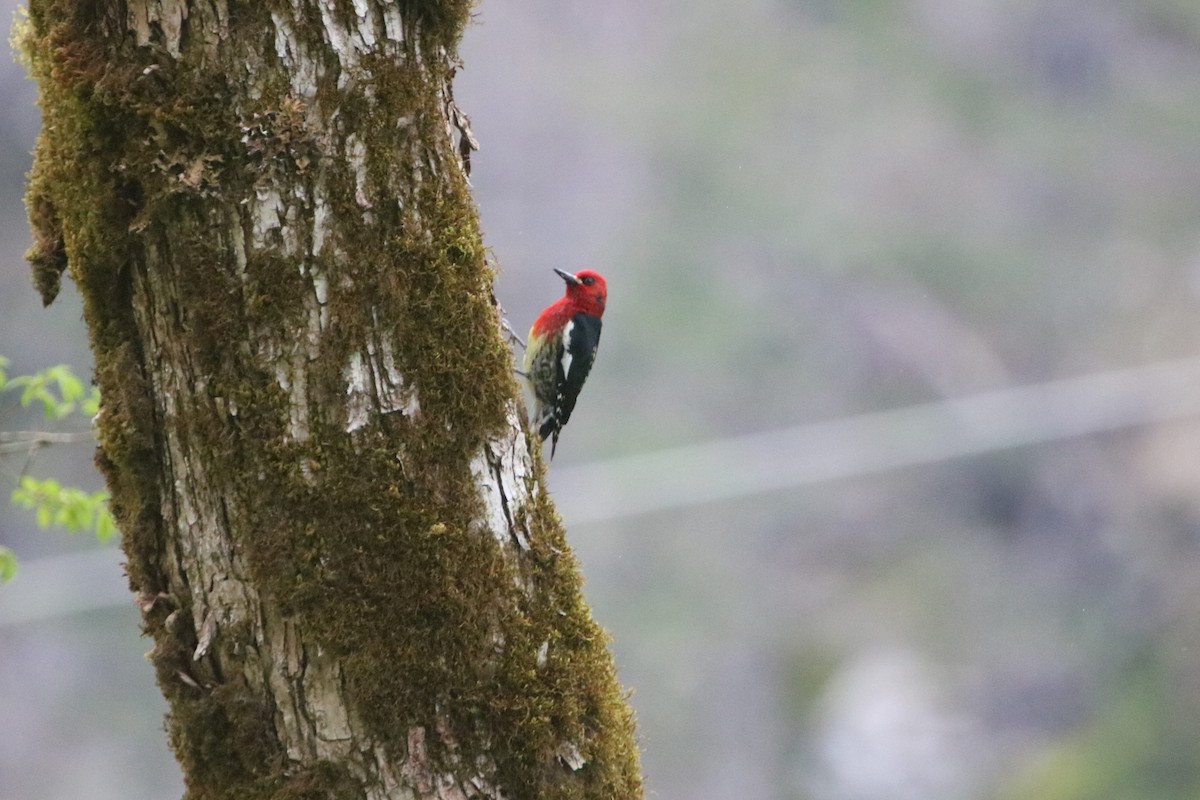Red-breasted Sapsucker - ML97175041