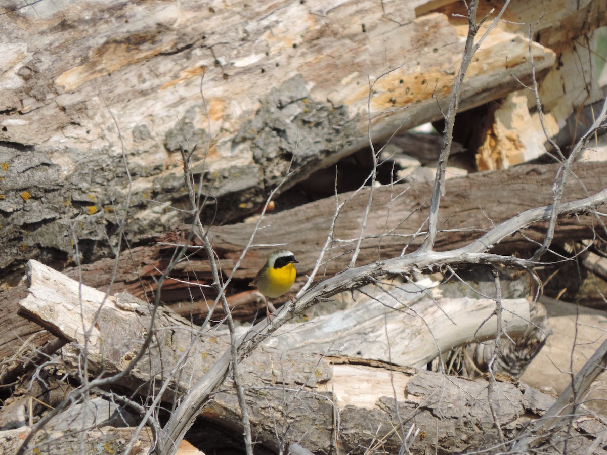 Common Yellowthroat - ML97177641