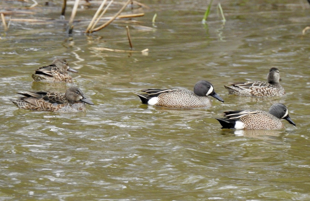 Blue-winged Teal - ML97180621