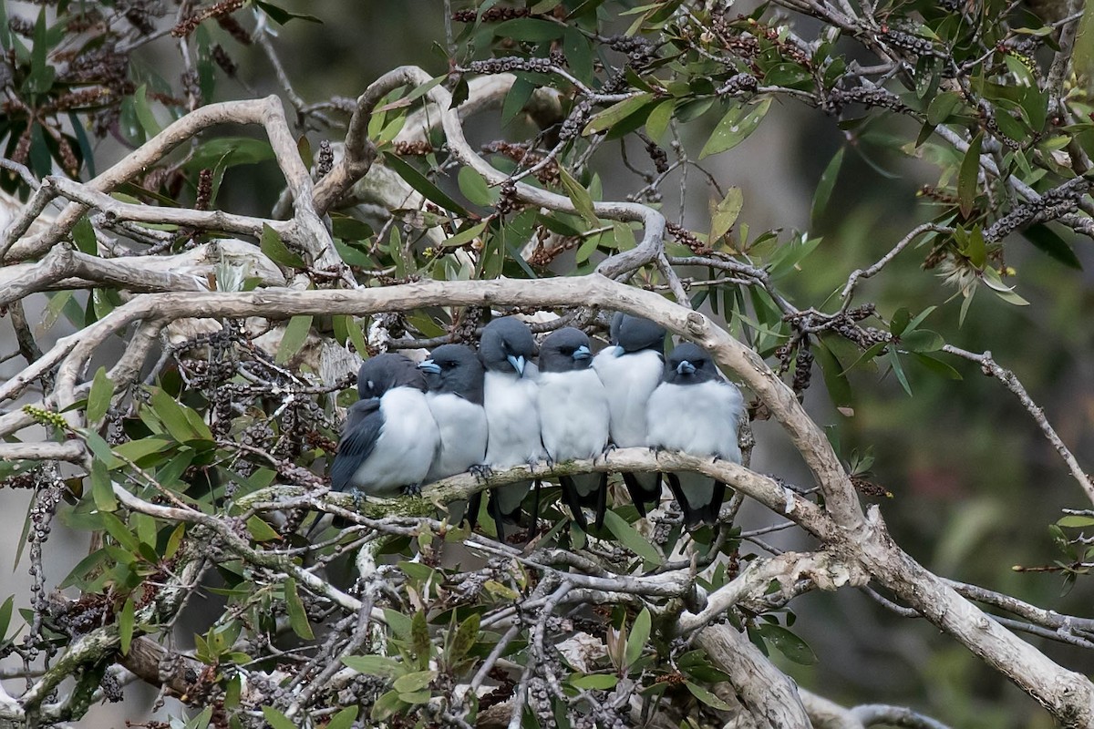 White-breasted Woodswallow - ML97184821