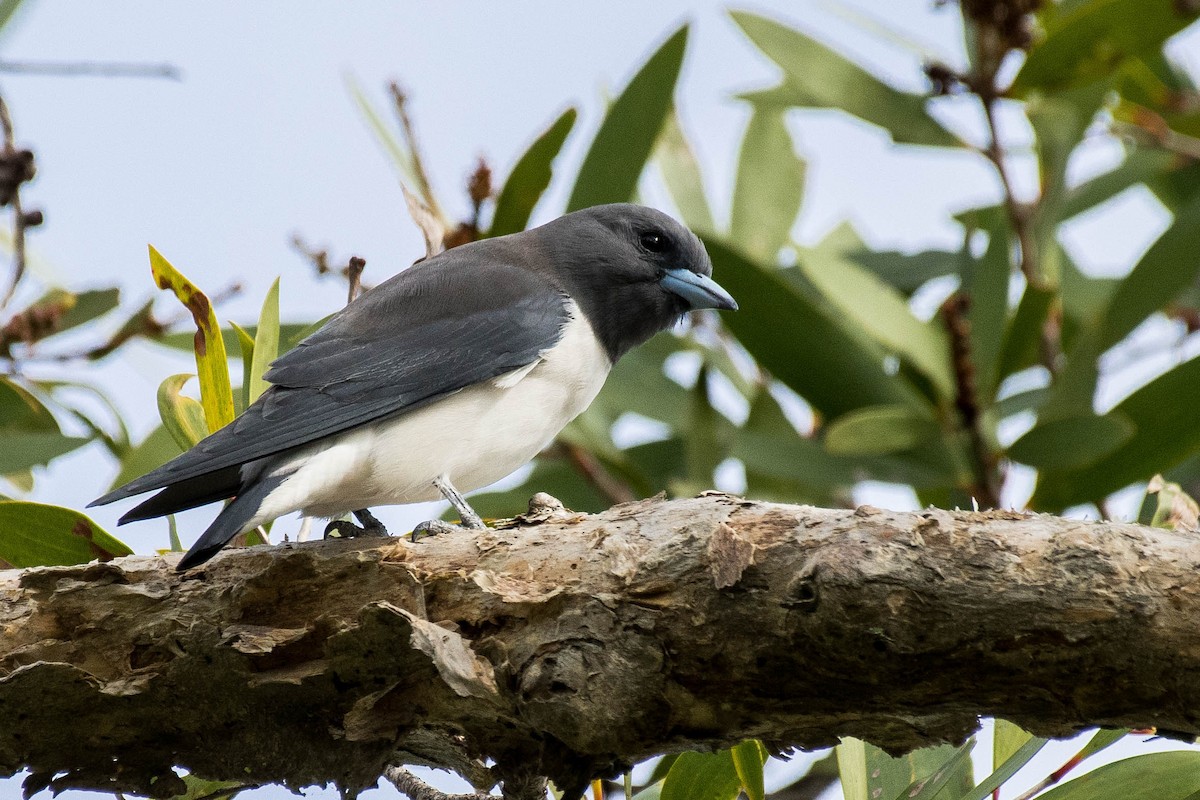 White-breasted Woodswallow - ML97184861