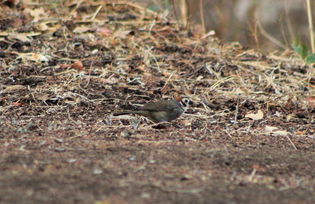 White-faced Ground-Sparrow - ML97185361