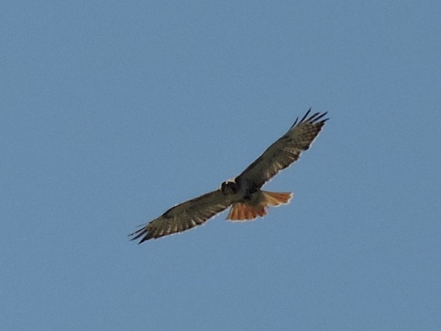 Red-tailed Hawk - ML97189161