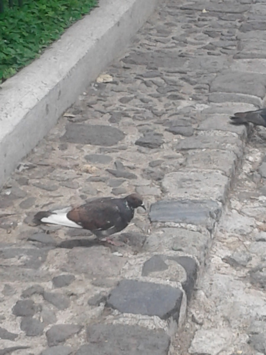 Rock Pigeon (Feral Pigeon) - Mario Muñoz