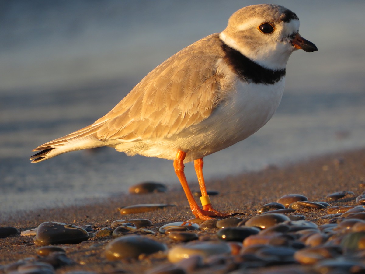 Piping Plover - Kyle Cameron